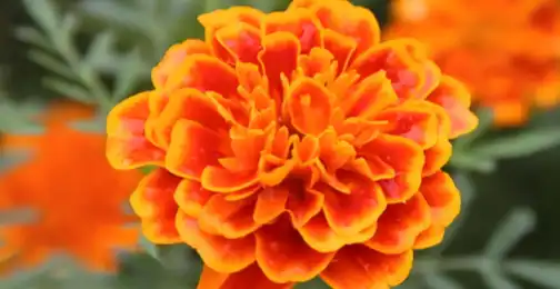 Incorporating Lutein Powder into Skincare Products for UV Protection